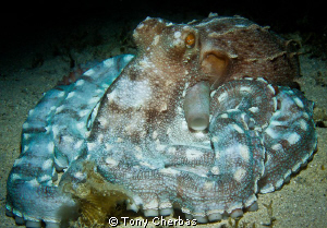 This Octopus let me hang out long enough to experiment wi... by Tony Cherbas 
